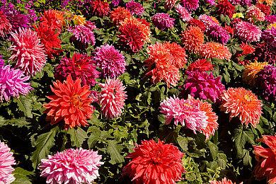 全网最会打游戏的颜值女神都在这了！上KK官方对战平台瓜分大奖！