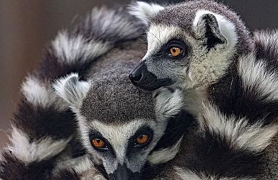 《战地2042》危险区细节：四人小队 PC支持32人